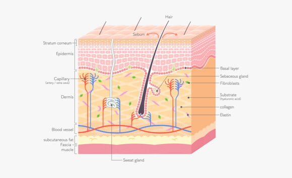 structure in the skin